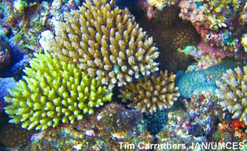 Corals of various colors
