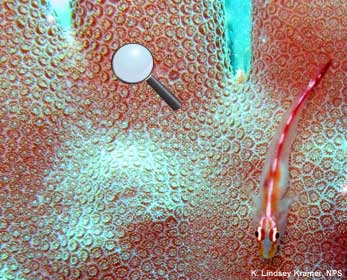 Coral tentacles and zoothanthellae