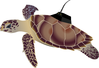 Turtle with tag