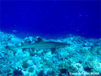 White tip shark